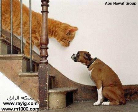 chof_weskot      awla ...........